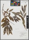 Foto von Salix alba L.
